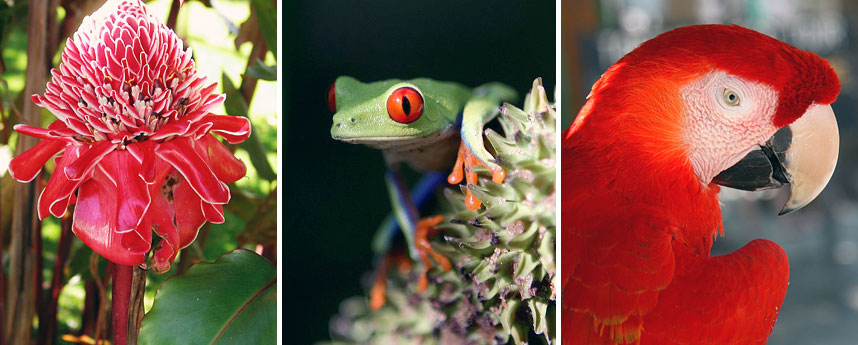 fauna of costa rica