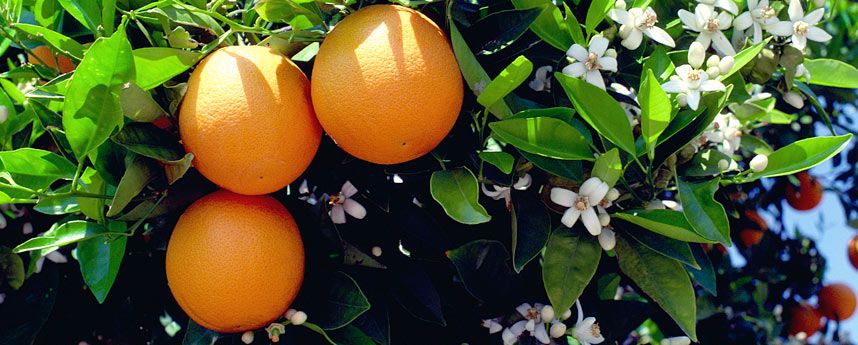 valencian orange