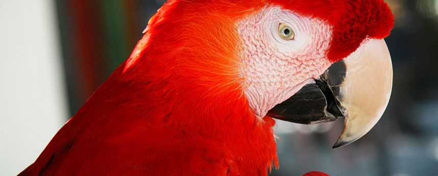 birds in costa rica