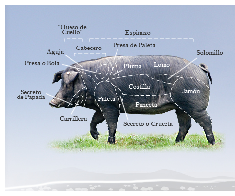 Things need to Iberian Spanish "Ham"