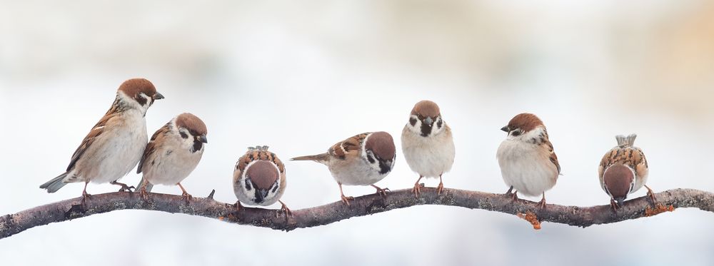 Abrígate para no quedarte pajarito