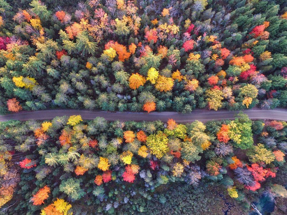 Meilleures destinations en Espagne : 8 forêts à visiter en automne