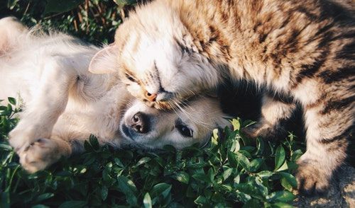 Perros y gatos: una batalla lingüística