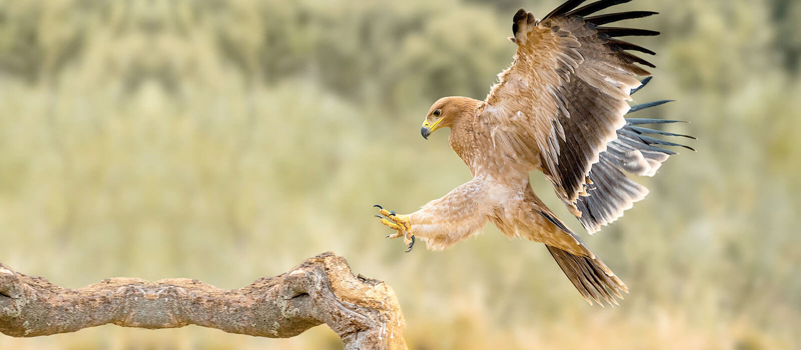 Los Animales: Animal Names in Spanish