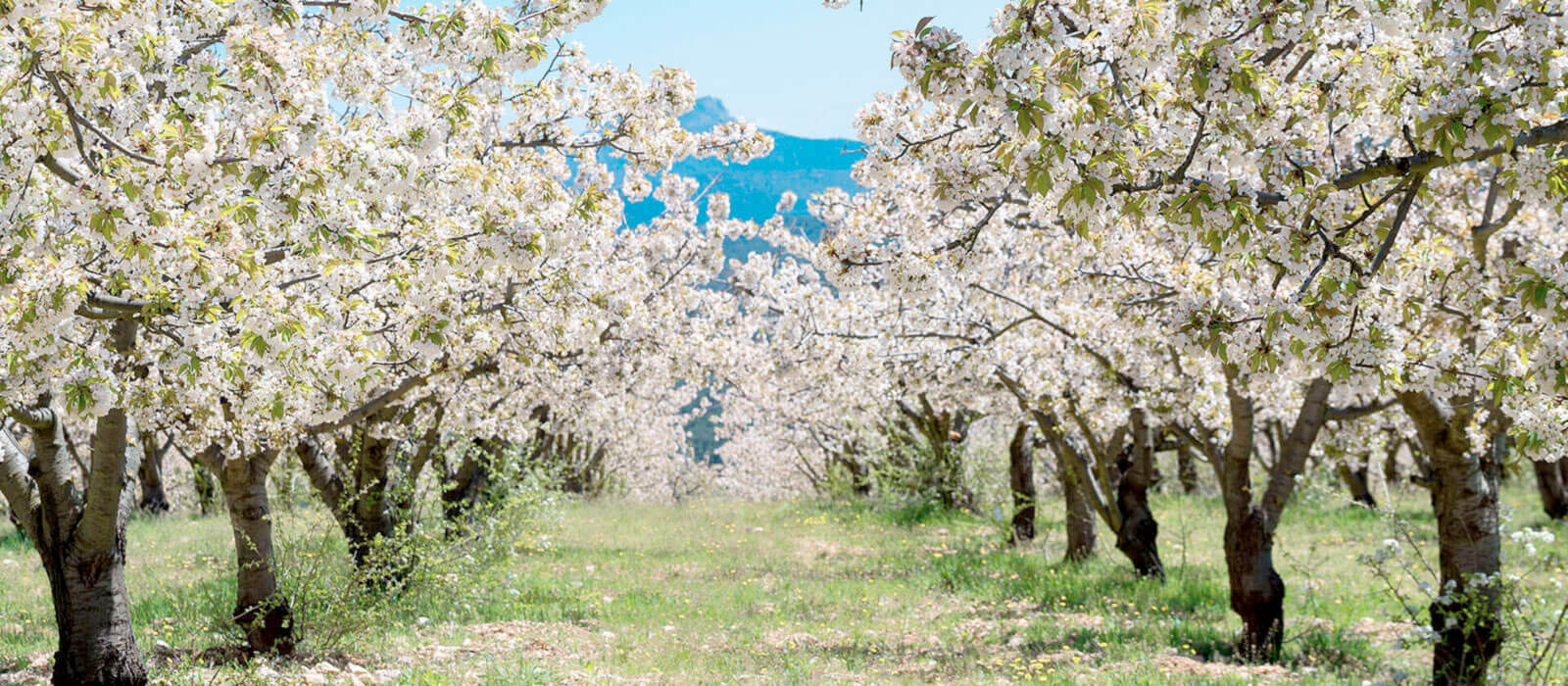 Cherry Blossom Festival in Spain