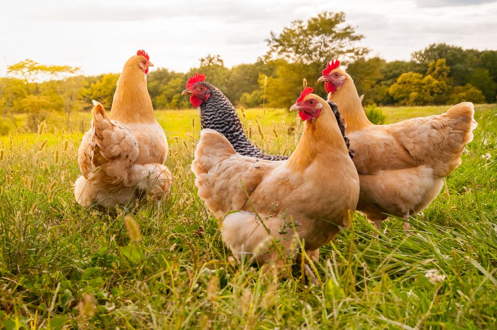 De gallinas va la cosa