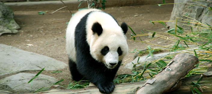 The Ancestors of Panda Resided in Spain?