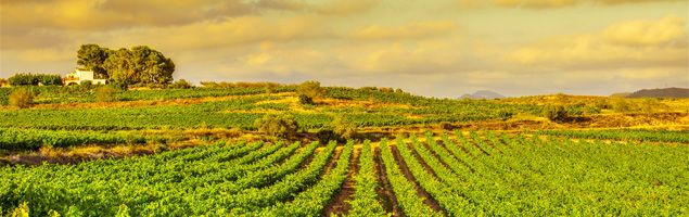 Vineyards near Barcelona to Visit this Autumn